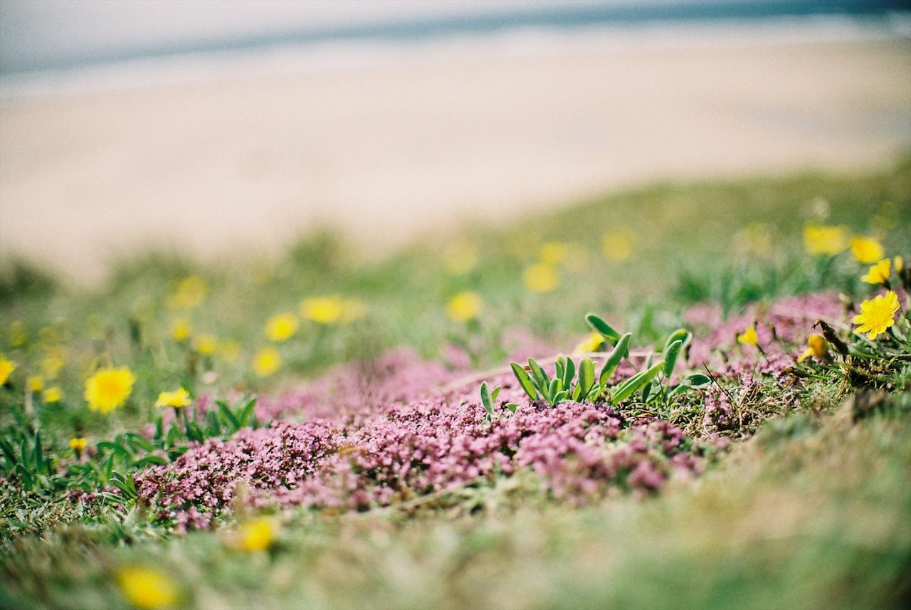 Summer of pink (film)