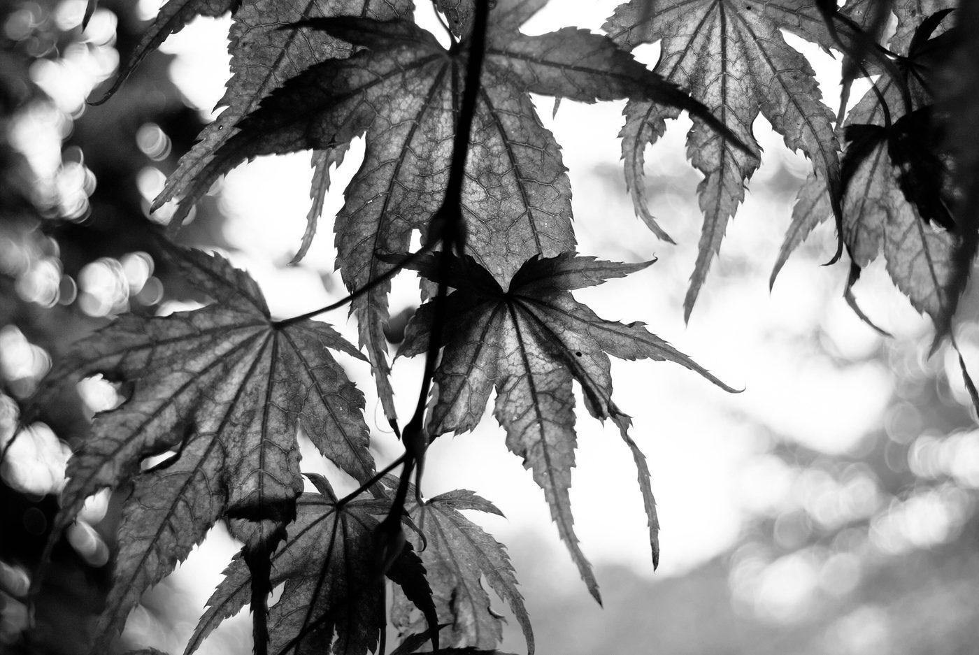 Through the leaves (digital)