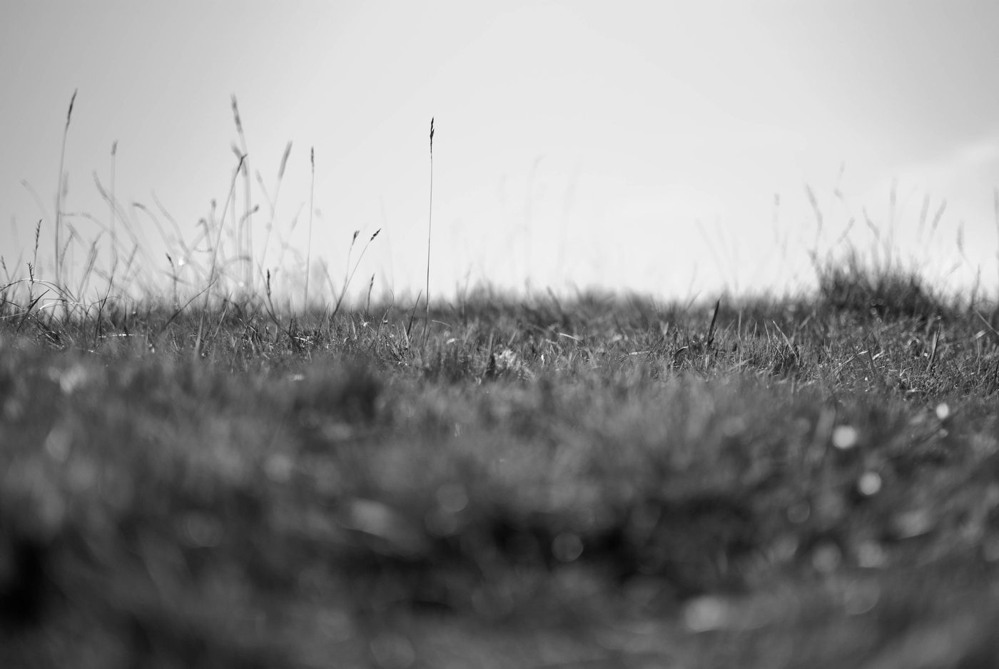 Tiny grass world (digital)