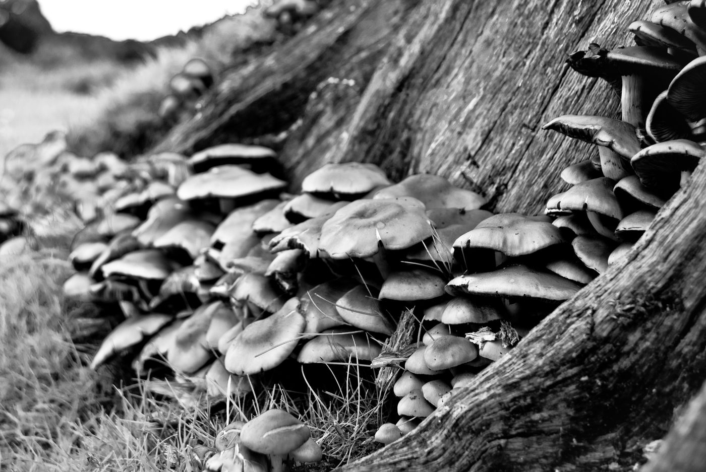 Mushroom town (digital)