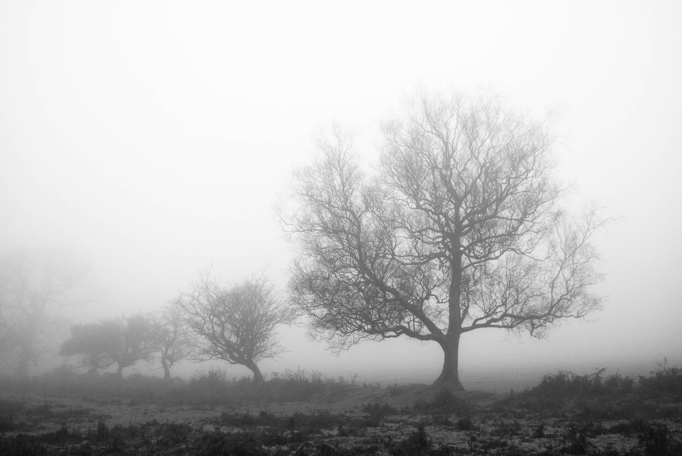 Misty light (digital)