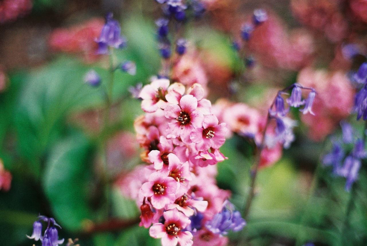 Pink dancing (film)