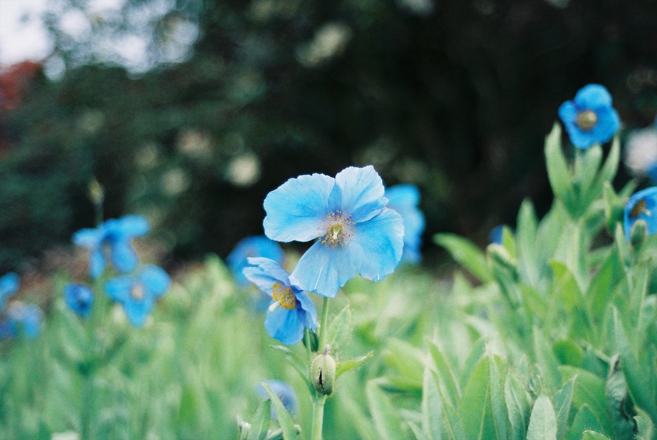 Blue Poppy (film)