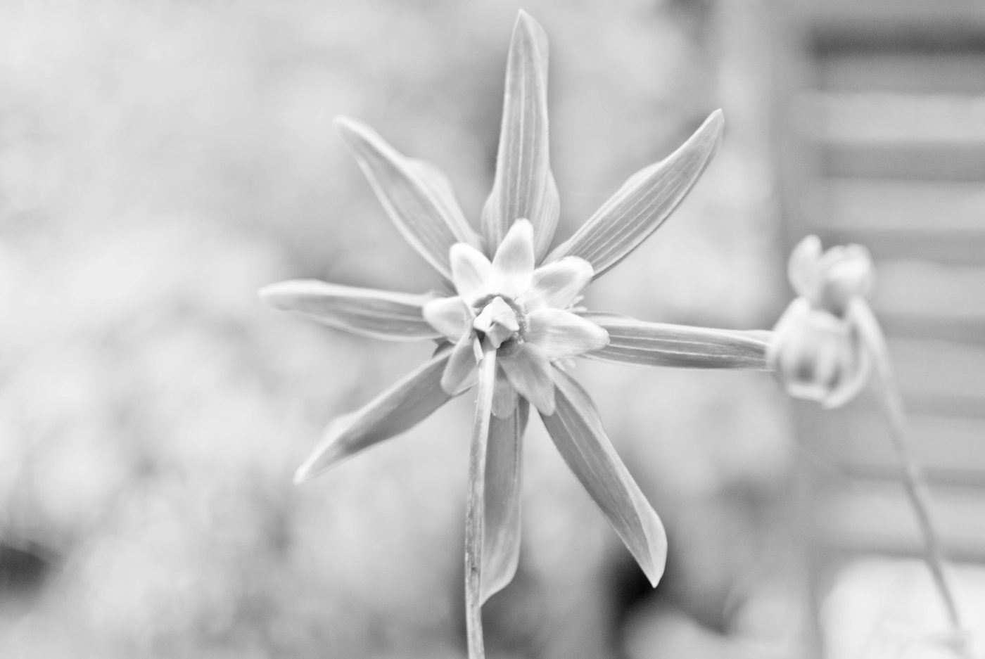 Behind the star (film)