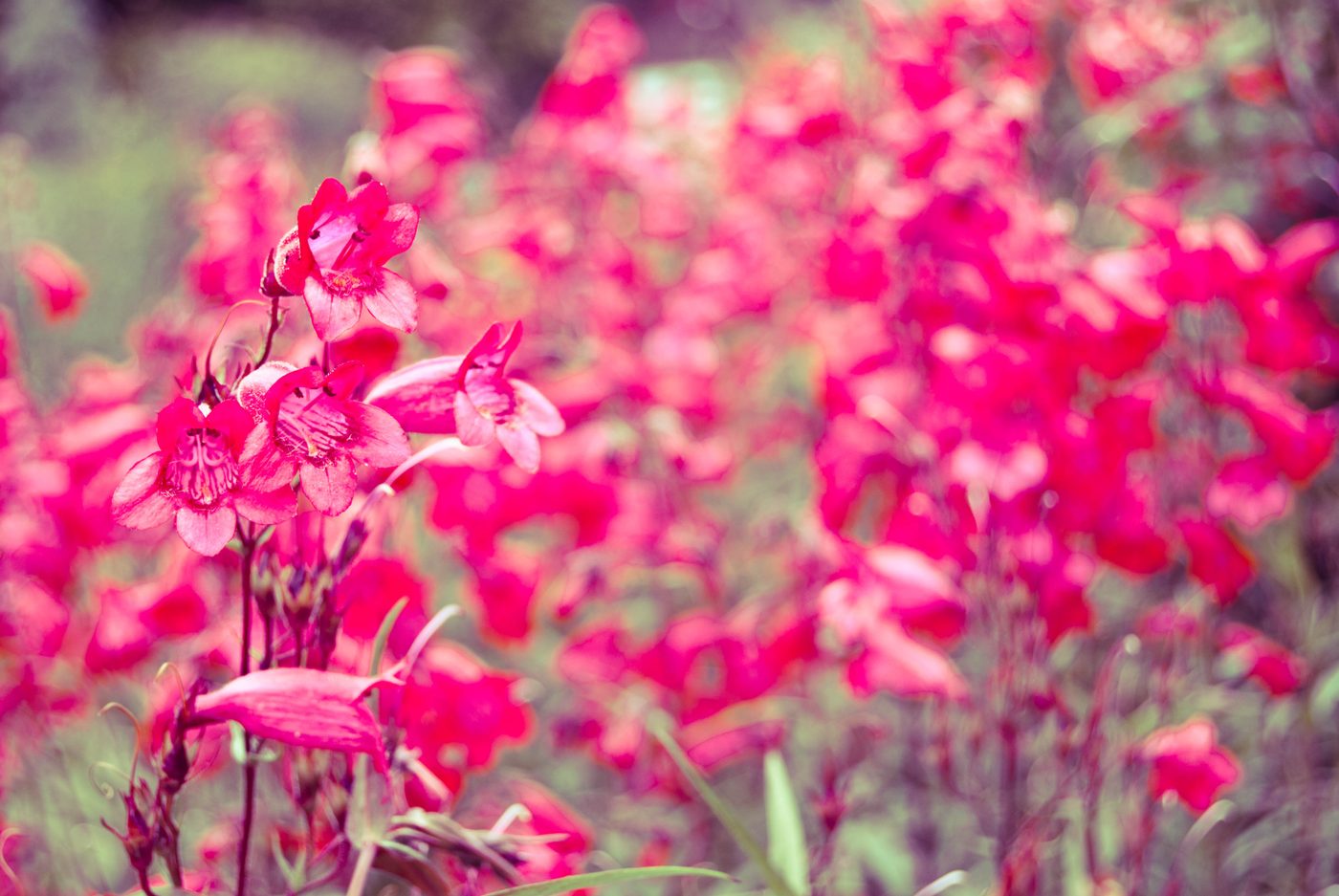 Dream of flowers (film)